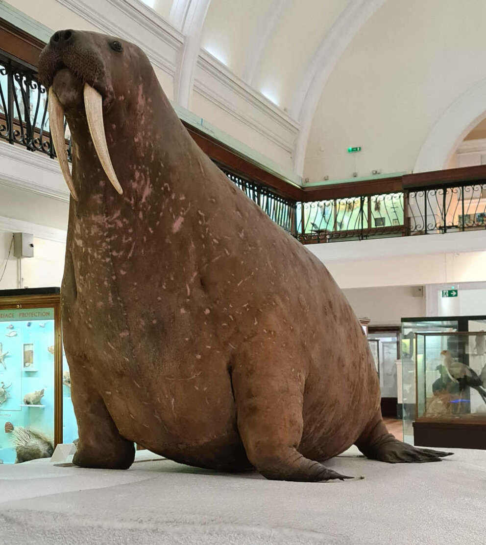 horniman-museum-gardens-londres